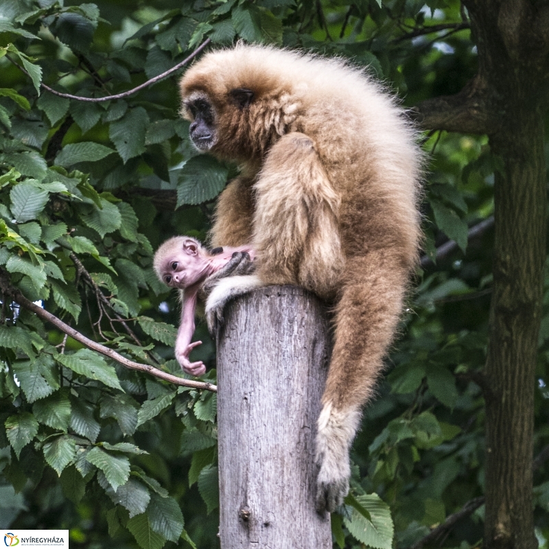 Fehérkezű gibbon született az Állatparkban - Fotó Kohut Árpád