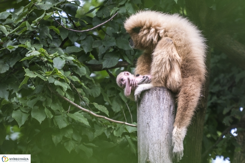 Fehérkezű gibbon született az Állatparkban - Fotó Kohut Árpád