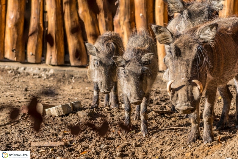 Pumbaa Nyíregyházán - Fotó Kohut Árpád