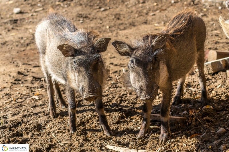 Pumbaa Nyíregyházán - Fotó Kohut Árpád