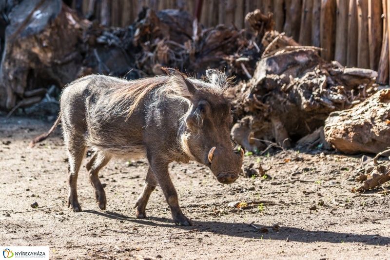 Pumbaa Nyíregyházán - Fotó Kohut Árpád