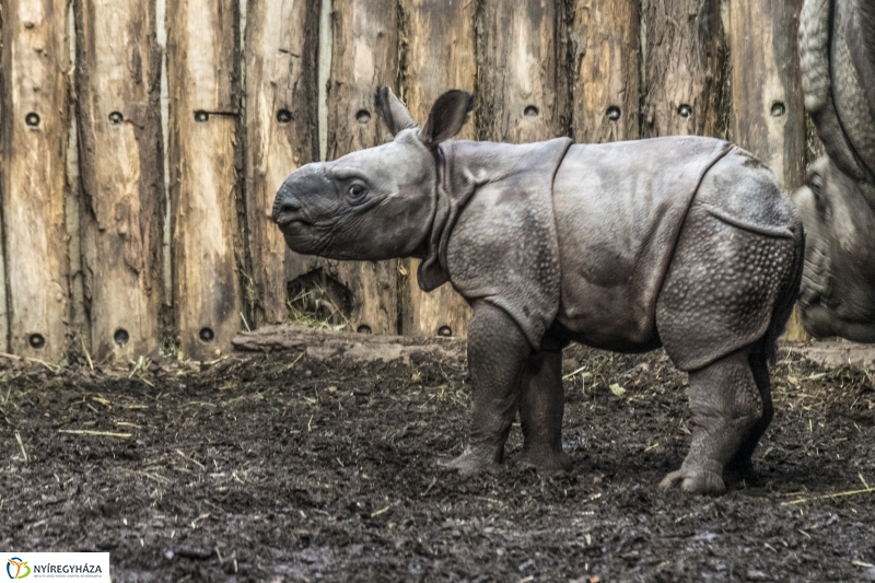 Indiai páncélos rinocérosz született az Állatparkban-Fotó Kohut Árpád