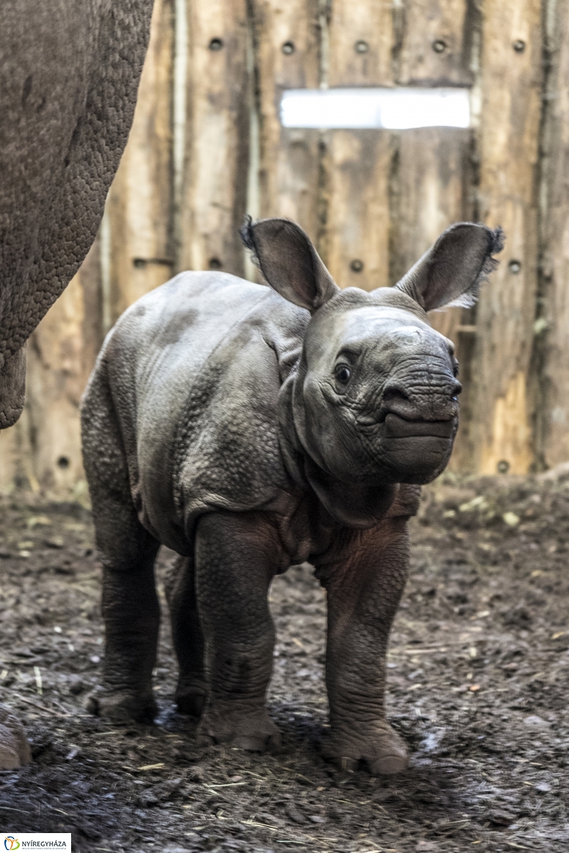 Indiai páncélos rinocérosz született az Állatparkban-Fotó Kohut Árpád