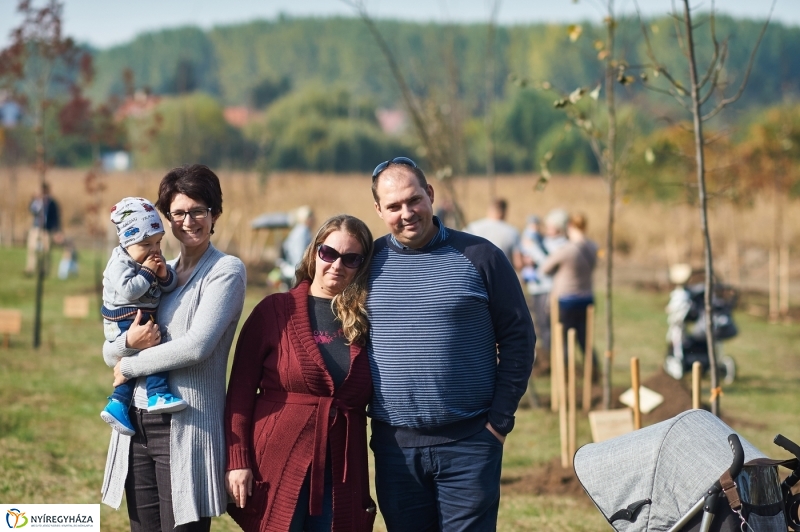 Faültetés a ligetben - fotó Szarka Lajos