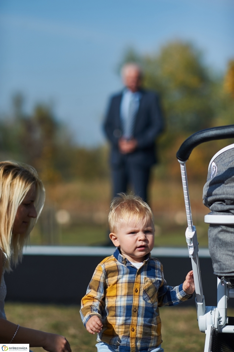 Faültetés a ligetben - fotó Szarka Lajos