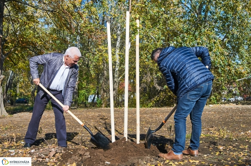 Fásítási program Nyíregyházán - fotó Szarka Lajos