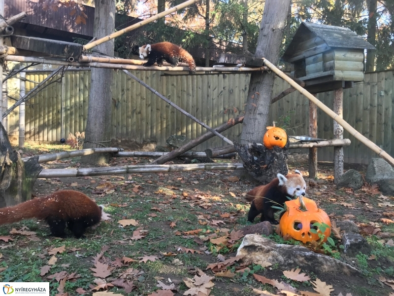 Halloween a Nyíregyházi Állatparkban