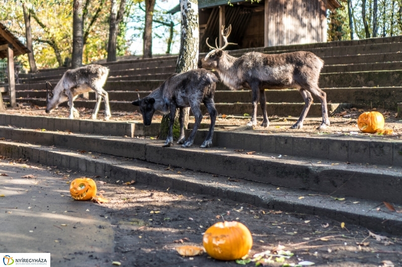 Halloween a Nyíregyházi Állatparkban