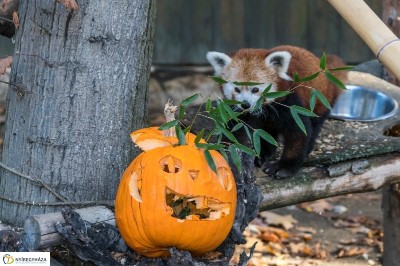 Halloween a Nyíregyházi Állatparkban