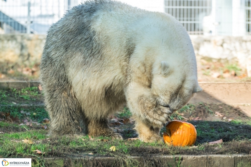 Halloween a Nyíregyházi Állatparkban