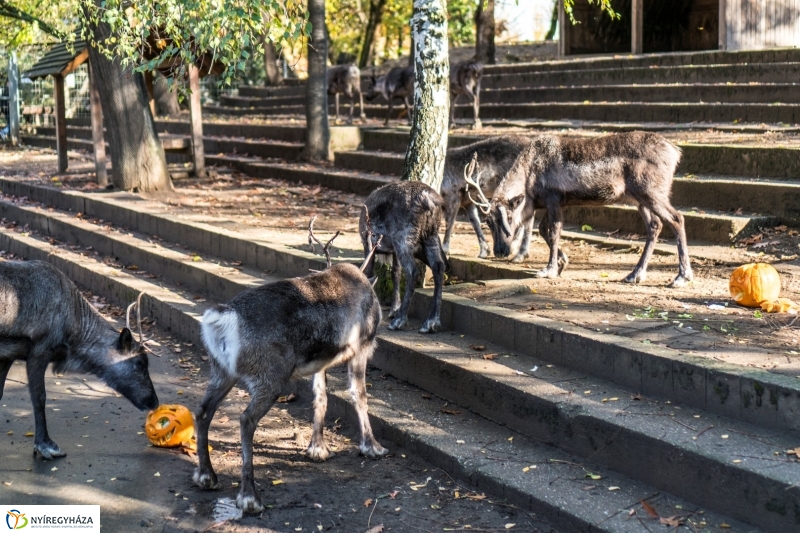 Halloween a Nyíregyházi Állatparkban