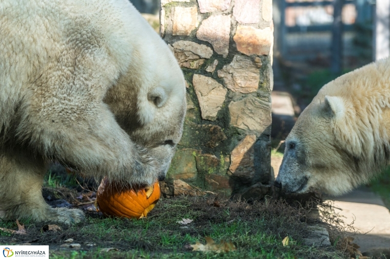 Halloween a Nyíregyházi Állatparkban