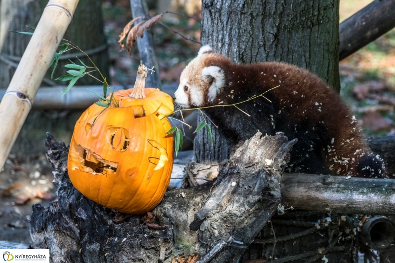 Halloween a Nyíregyházi Állatparkban