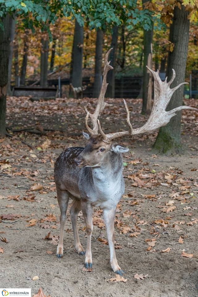 Hosszú hétvégén irány az Állatpark! - fotó Kohut Árpád