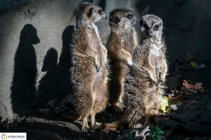 Hosszú hétvégén irány az Állatpark! - fotó Kohut Árpád