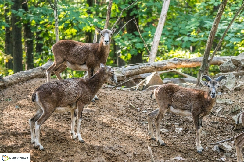 Hosszú hétvégén irány az Állatpark! - fotó Kohut Árpád