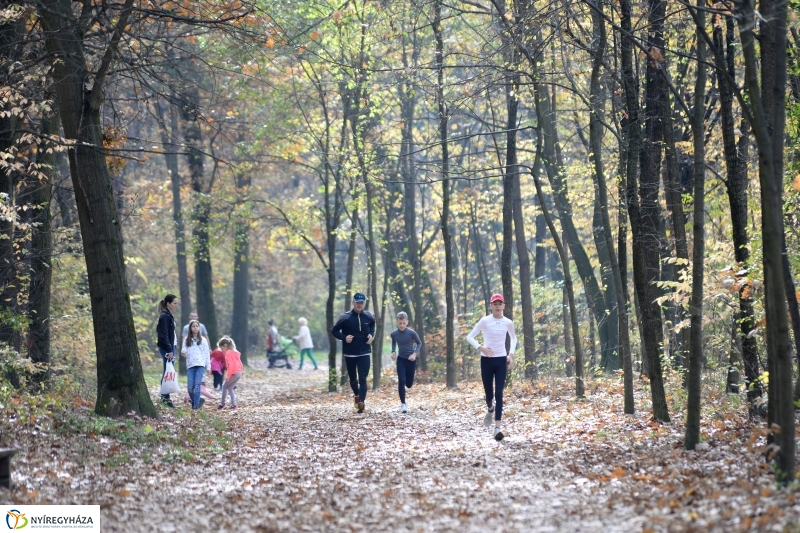 Őszi erdei séta a tavaszias napsütésben - fotó Trifonov Éva