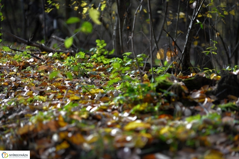 Őszi erdei séta a tavaszias napsütésben - fotó Trifonov Éva