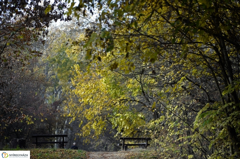 Őszi erdei séta a tavaszias napsütésben - fotó Trifonov Éva
