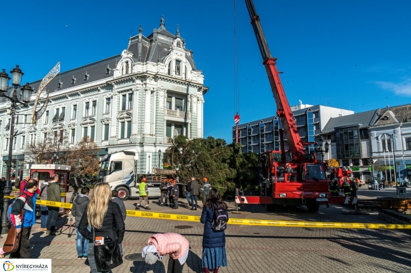 Megérkezett a karácsonyfa a Kossuth térre - fotó Kohut Árpád