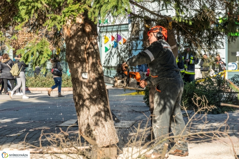 Megérkezett a karácsonyfa a Kossuth térre - fotó Kohut Árpád