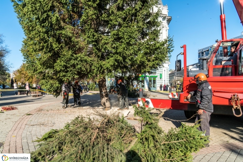 Megérkezett a karácsonyfa a Kossuth térre - fotó Kohut Árpád