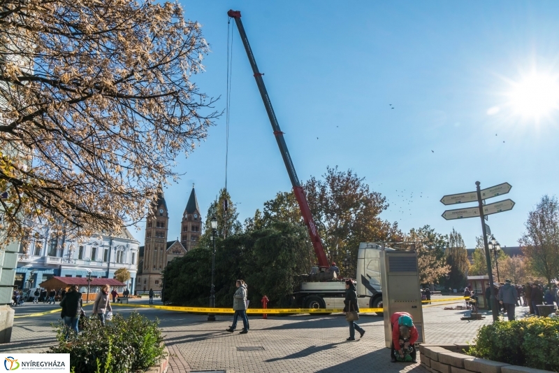 Megérkezett a karácsonyfa a Kossuth térre - fotó Kohut Árpád