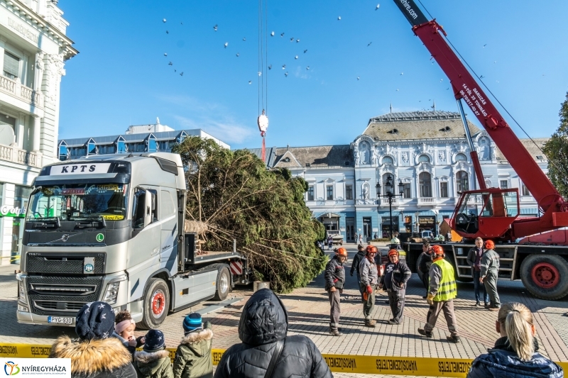 Megérkezett a karácsonyfa a Kossuth térre - fotó Kohut Árpád