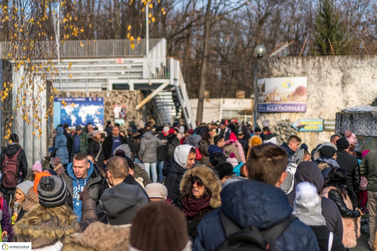 100 forintos nap a Nyíregyházi Állatparkban - fotó Kohut Árpád