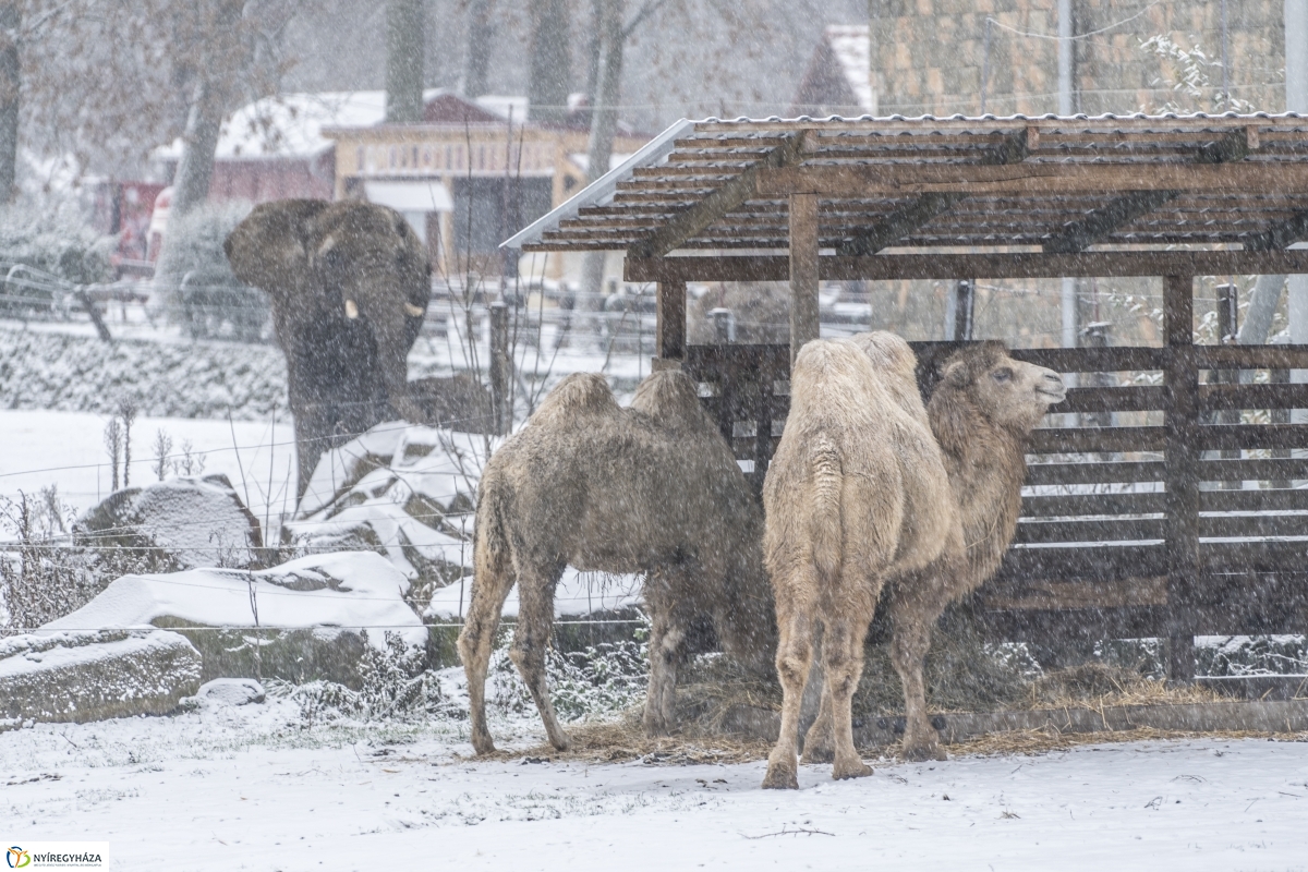 Téli séta a Nyíregyházi Állatparkban - fotó Kohut Árpád