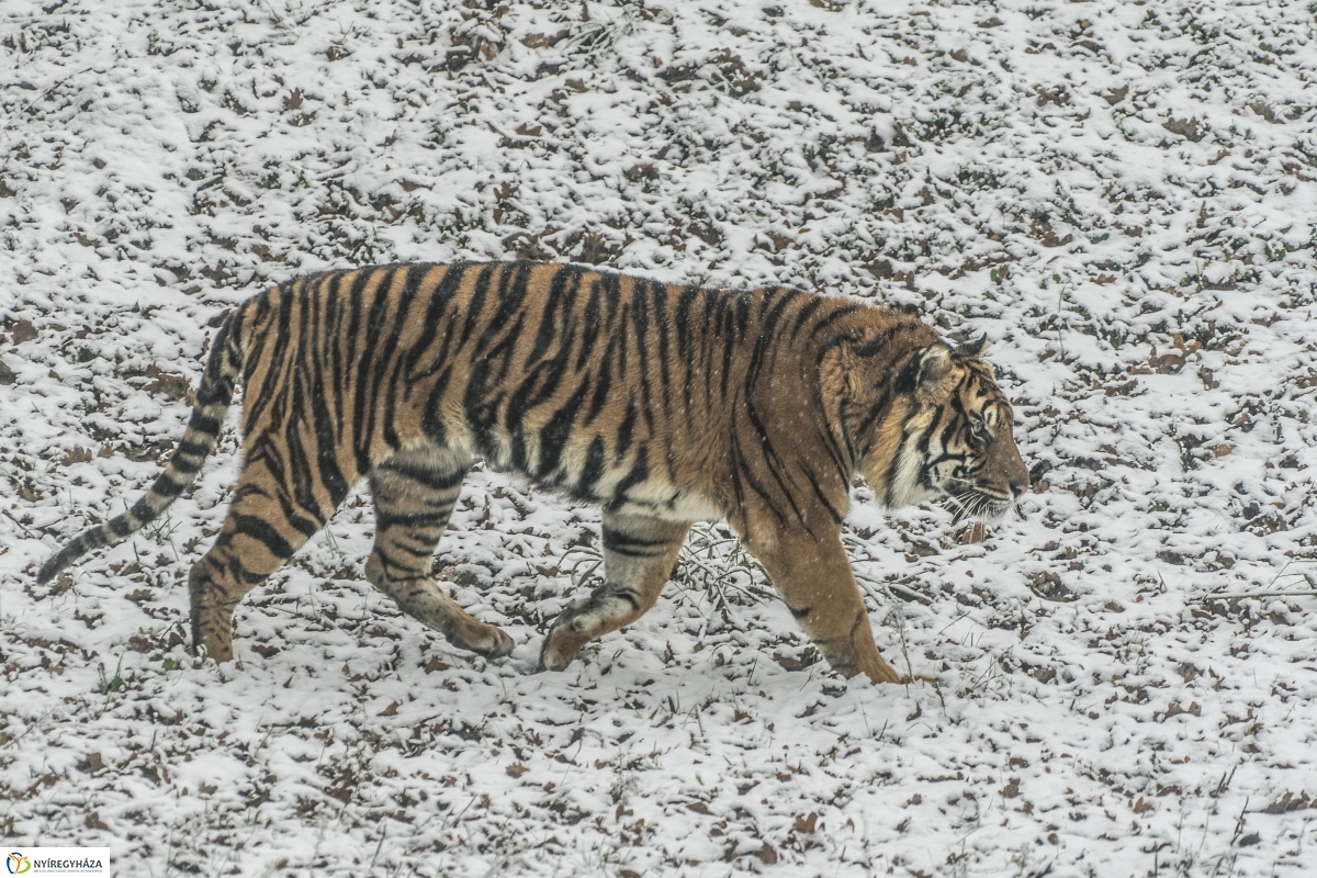 Téli séta a Nyíregyházi Állatparkban - fotó Kohut Árpád