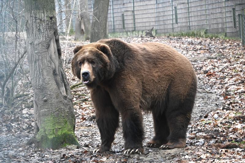 A medvék a tavasz közelségét jelzik a Nyíregyházi Állatparkban