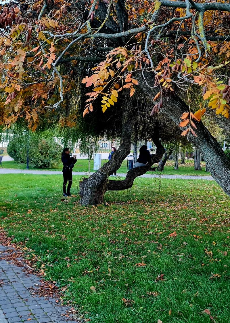 Az ősz színei Nyíregyházán