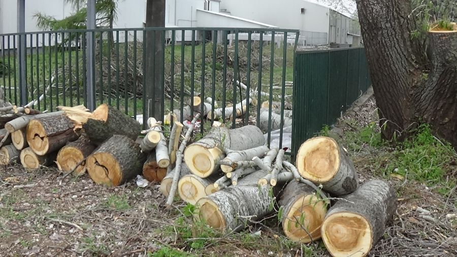 Balesetveszélyes fákat vágnak ki