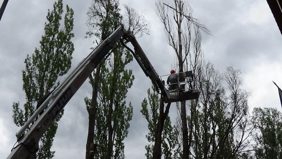 Balesetveszélyes fákat vágtak ki