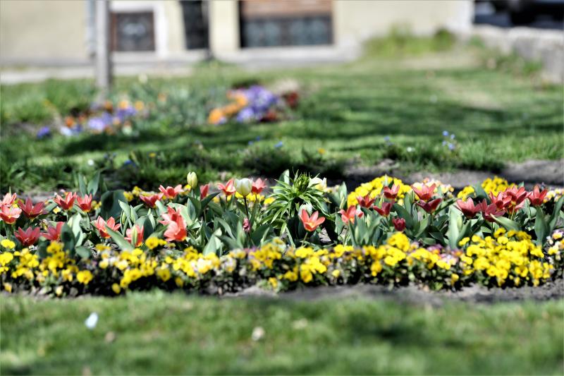 Belvárosunk tavaszi virágai