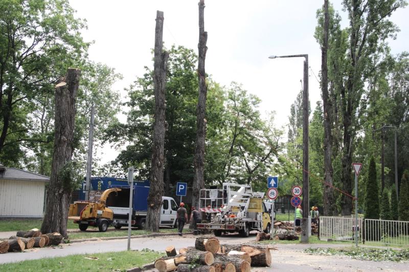 Beteg és balesetveszélyes fák kivágása a Blahán