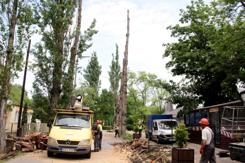 Beteg és balesetveszélyes fák kivágása a Blahán