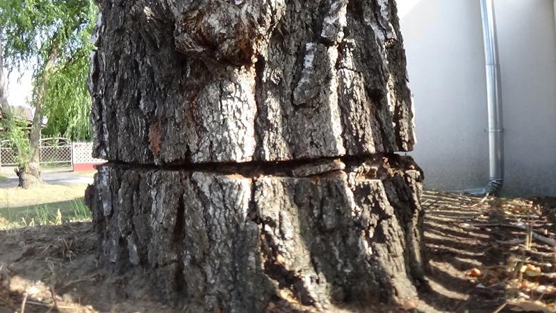 Egy nyírfa kérgében okoztak jelentős kárt a Kállói úton
