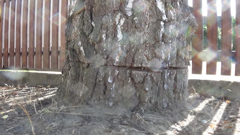 Egy nyírfa kérgében okoztak jelentős kárt a Kállói úton