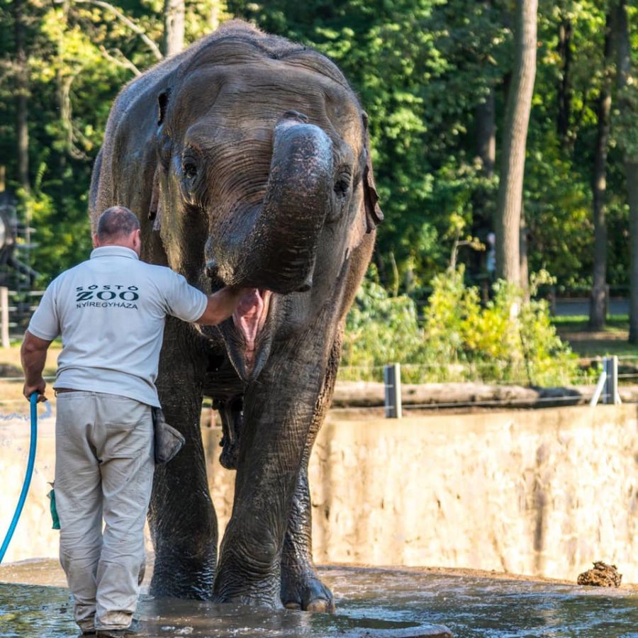 Elefánt wellness (Fotók: Nyíregyházi Állatpark)