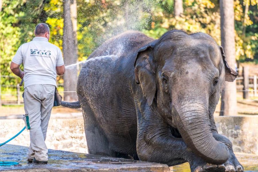 Elefánt wellness (Fotók: Nyíregyházi Állatpark)