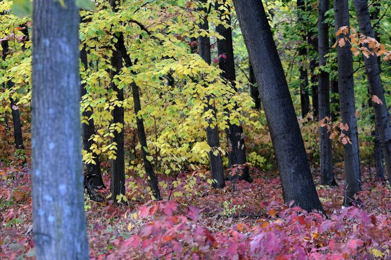 Ezer színben pompázik az őszi erdő