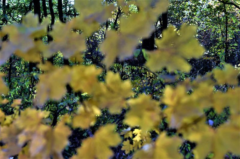 Ezer színben pompázik az őszi erdő