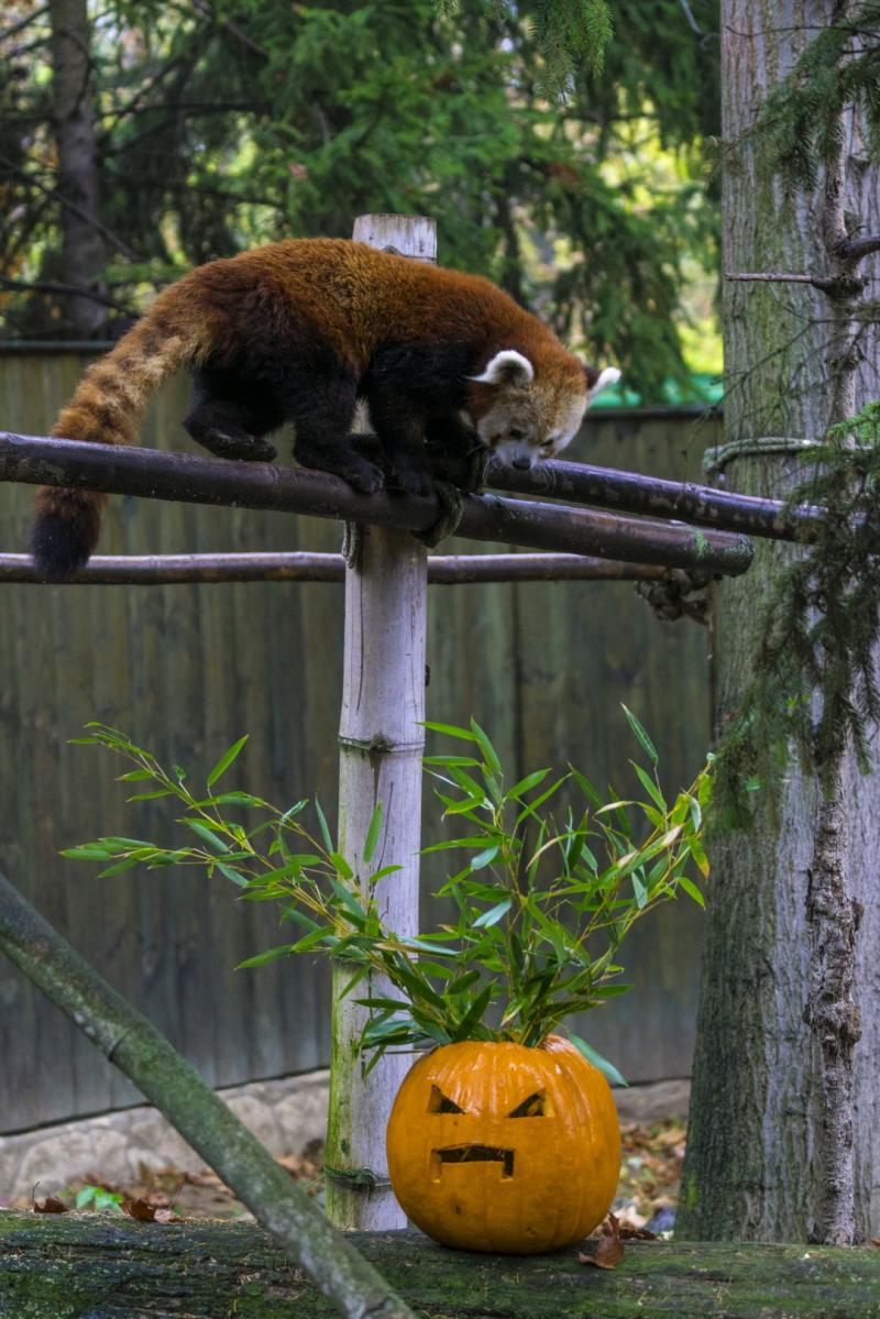 Halloween a Nyíregyházi Állatparkban 2.