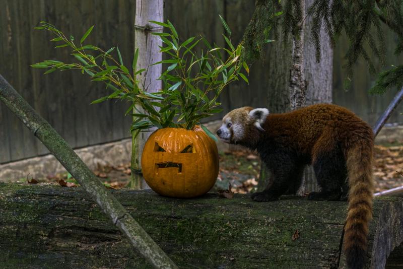 Halloween a Nyíregyházi Állatparkban 2.