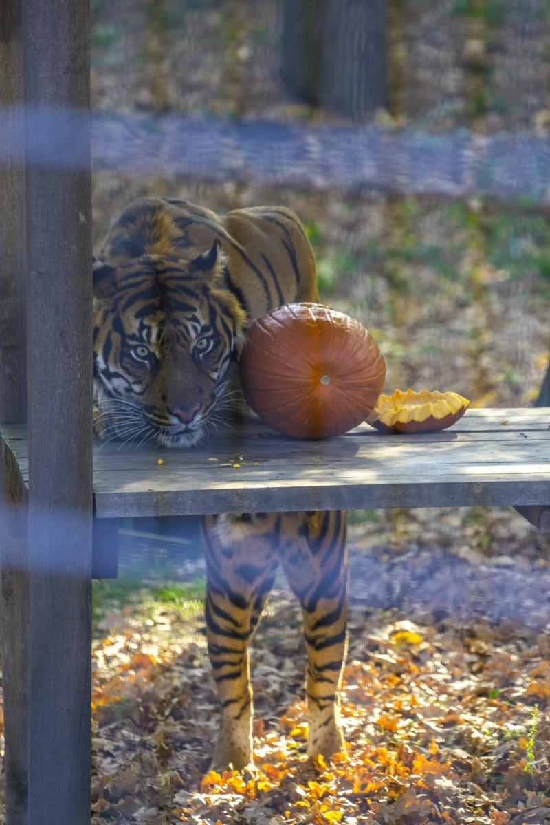 Halloween a Nyíregyházi Állatparkban