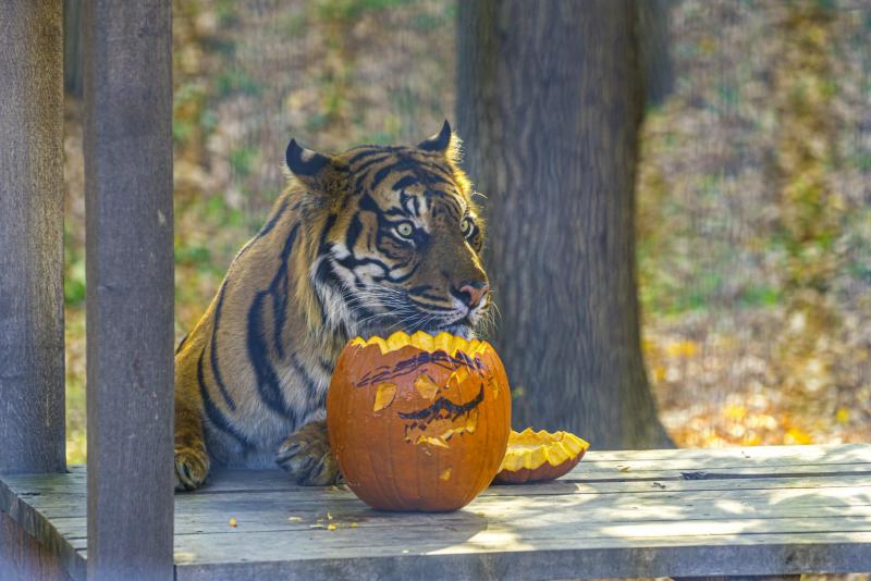 Halloween a Nyíregyházi Állatparkban