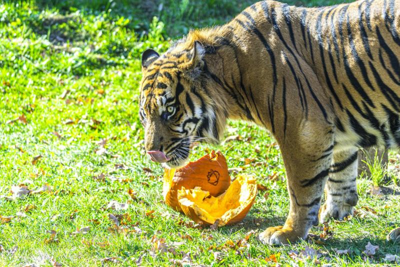 Halloween a Nyíregyházi Állatparkban