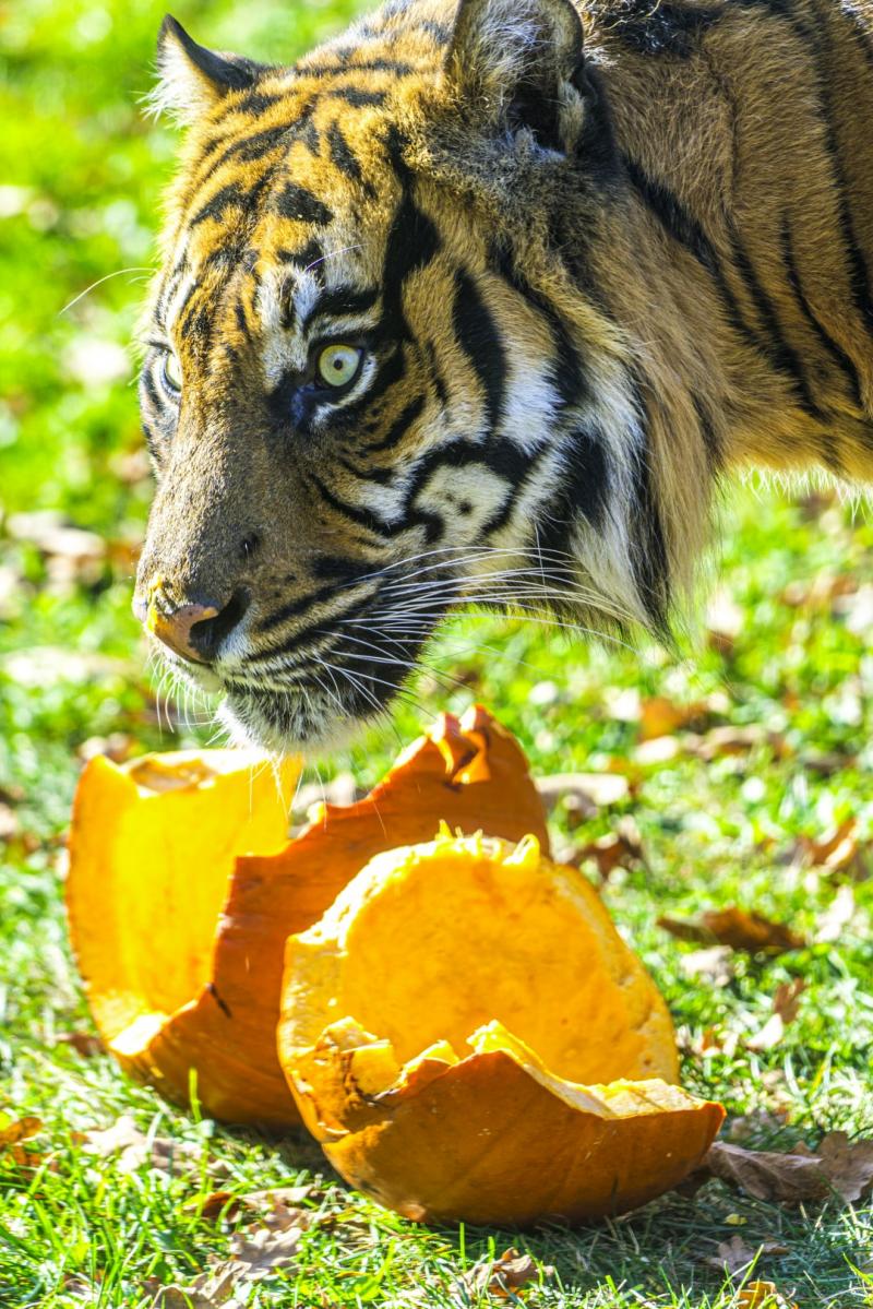 Halloween a Nyíregyházi Állatparkban